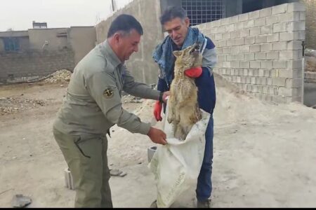 نجات یک قلاد شغال زخمی از دست سگ های حومه شهر چرام