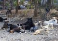 سگ های ولگرد بلای جان کودکان کهگیلویه و بویراحمد