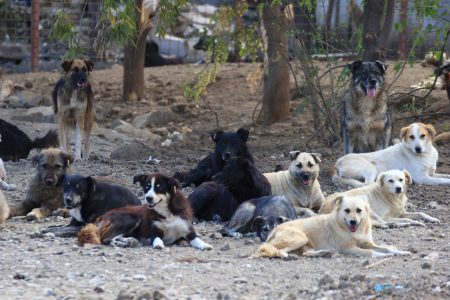 سگ های ولگرد بلای جان کودکان کهگیلویه و بویراحمد